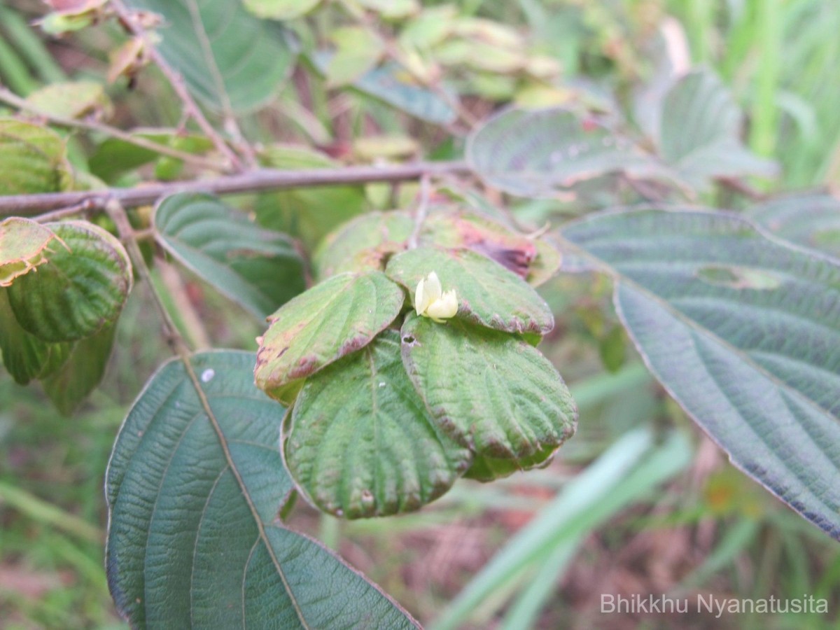 Phyllodium pulchellum (L.) Desv.